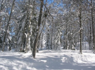 raquetas de nieve.jpg
